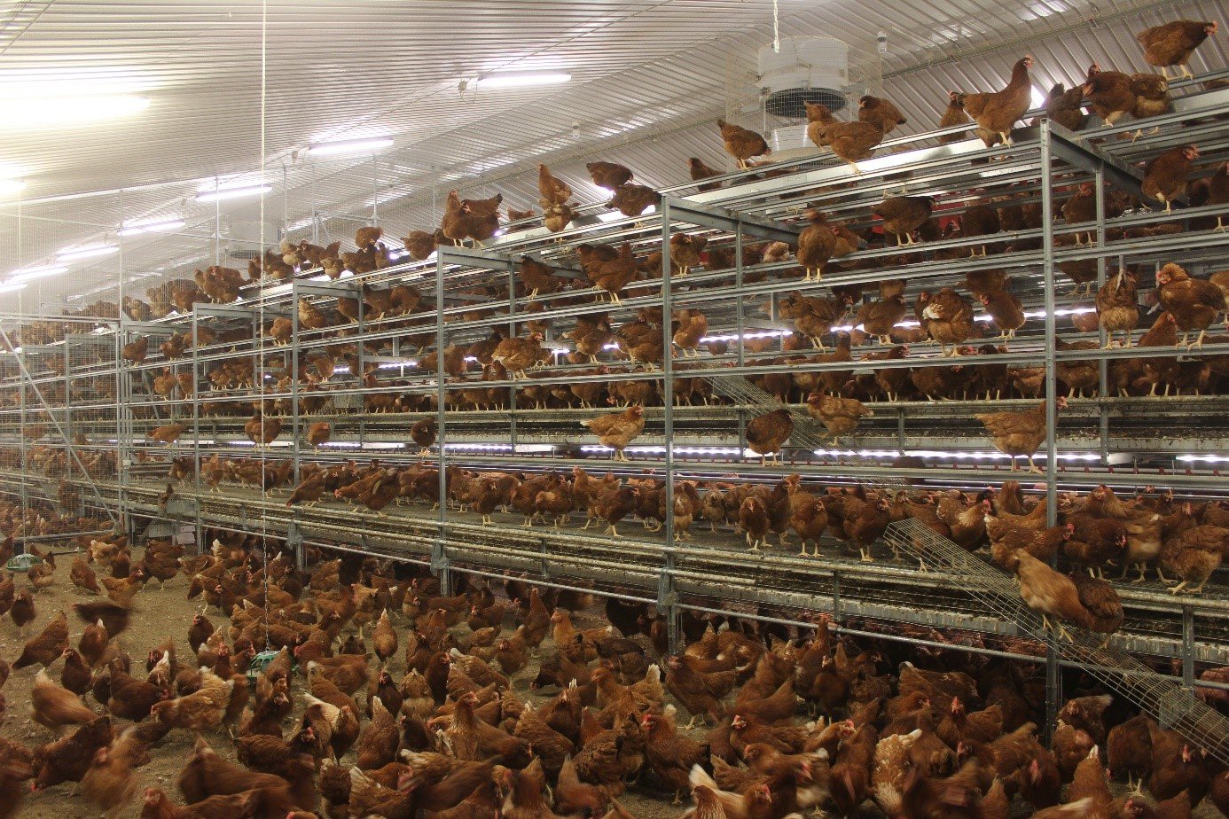 switching-to-cage-free-poultry-farming-history-and-welfare